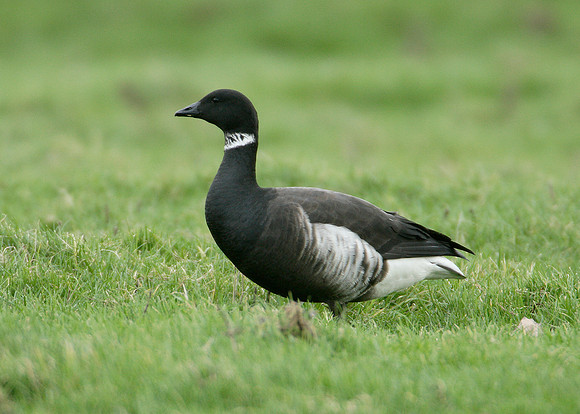 Black Brant Branta bernicla nigricans