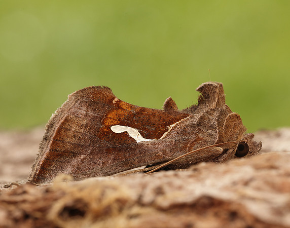 73.010 BF2436 Dewick's Plusia Macdunnoughia confusa