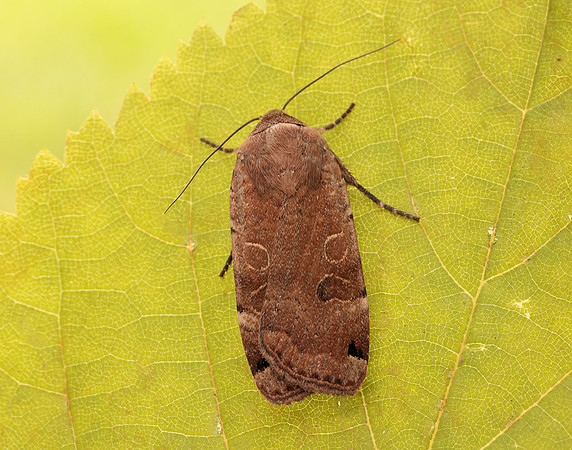73.344 BF2108 Lunar Yellow Underwing Noctua orbona