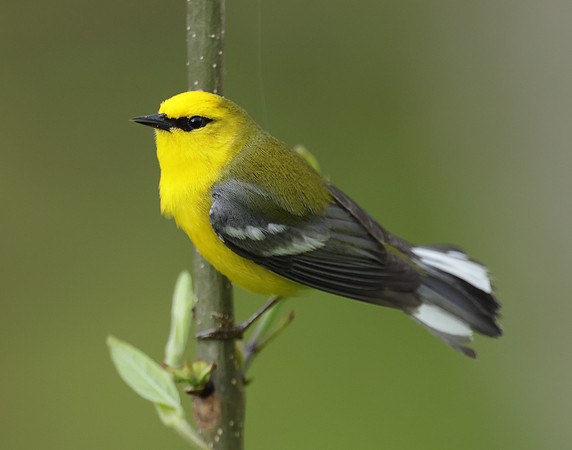 Blue-winged Warbler Vermivora cyanoptera