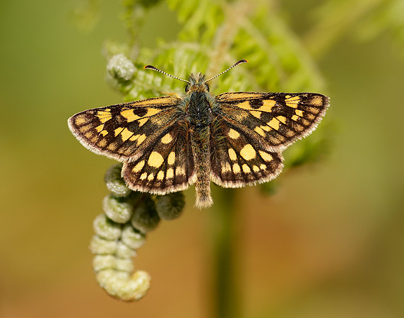 Chequered Skipper Carterocephalus palaemon