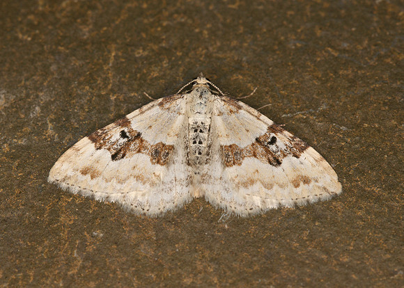 70.054 BF1727 Silver-ground Carpet Xanthorhoe montanata montanata