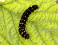 66.008 BF1638 Fox Moth Macrothylacia rubi