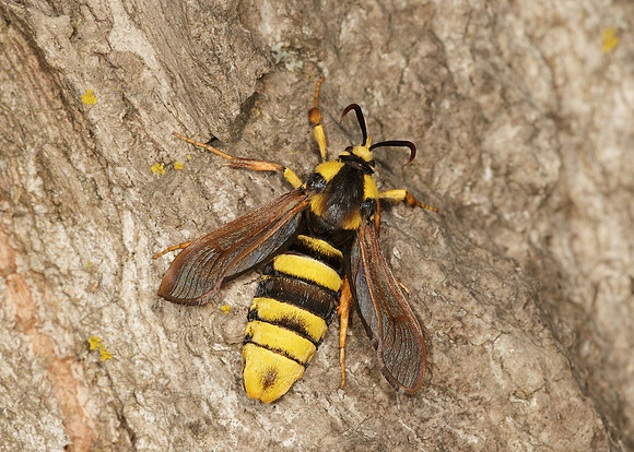 52.002 BF0370 Hornet Moth Sesia apiformis