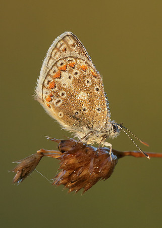 Common Blue Polyommatus icarus