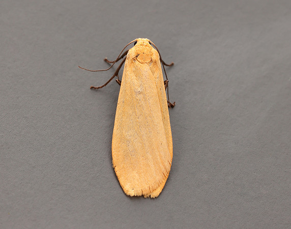 72.049 BF2043 Orange Footman Eilema sororcula