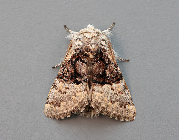 73.032 BF2425 Nut-tree Tussock Colocasia coryli