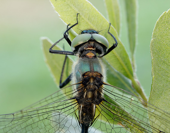 Northern Emerald Somatochlora arctica