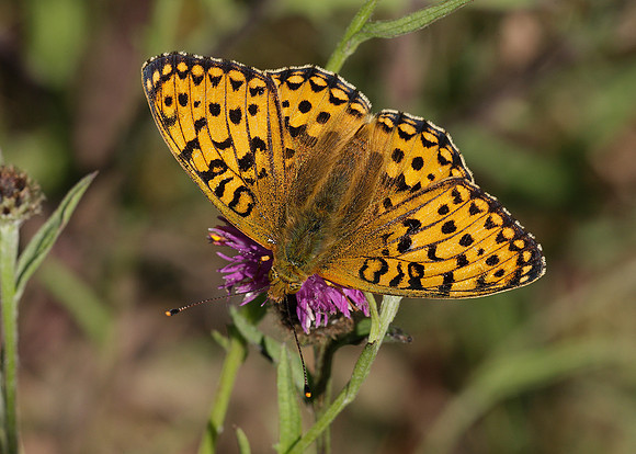 Dark Green fritillary Argynnis aglaja