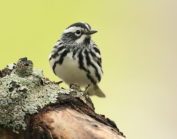 Black & White Warbler Mniotilta varia