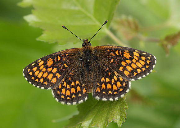 Heath Fritillary Melitaea athalia