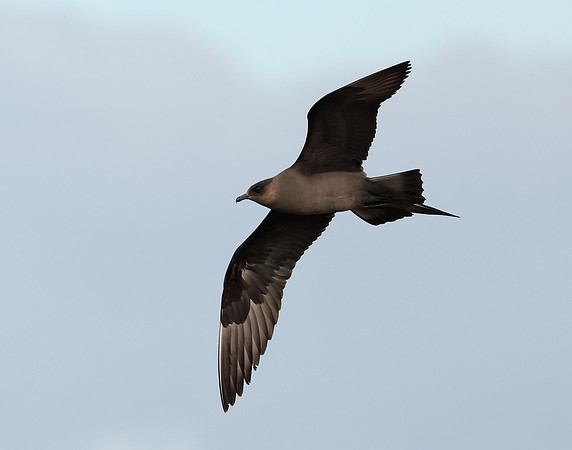 Arctic Skua Stercorarius parasiticus