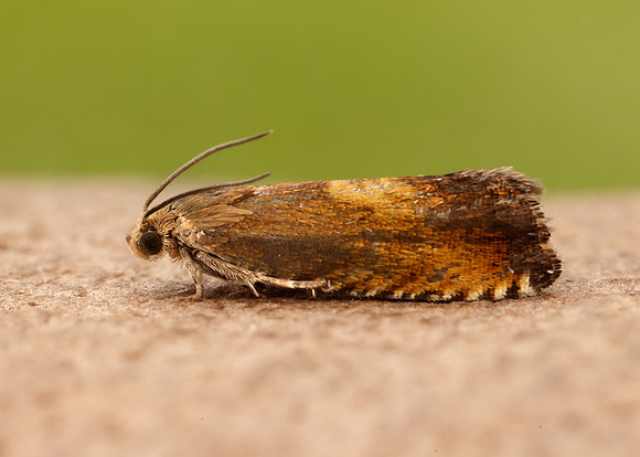 49.376 BF1233 Pammene aurita