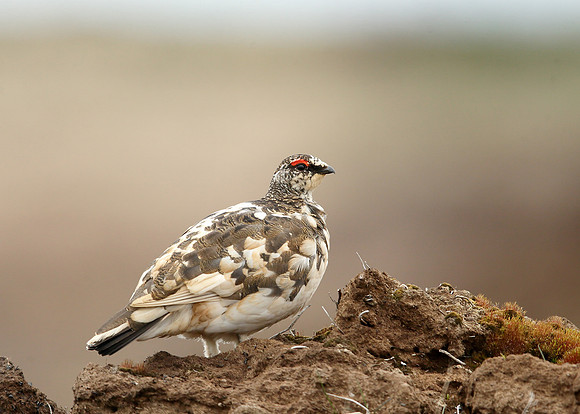 Ptarmigan Lagopus mutus