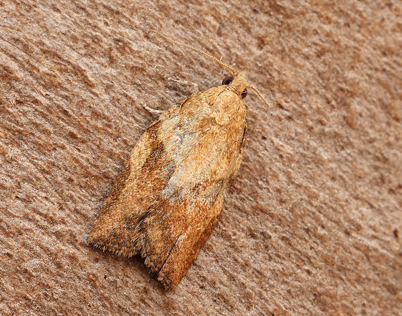 49.039 BF998 Light Brown Apple Moth Epiphyas postvittana