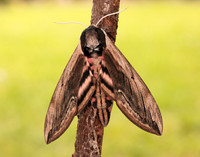69.006 BF1976 Privet Hawk-moth Sphinx ligustri