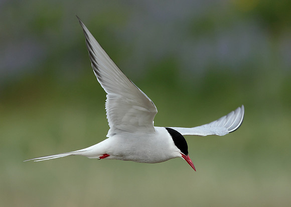 Arctic Tern Sterna paradisaea
