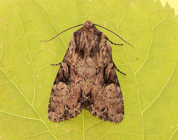 73.155 BF2327 Clouded Brindle Apamea epomidion