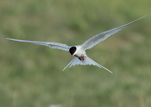 Arctic Tern Sterna paradisaea