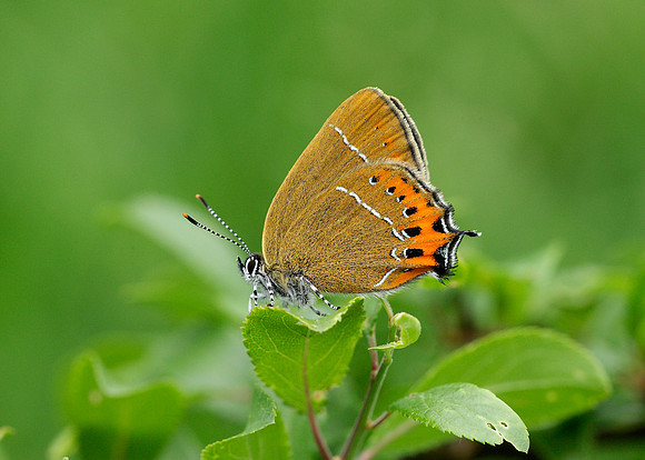 Black Hairstreak Satyrium pruni