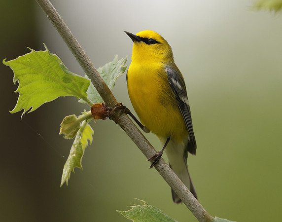 Blue-winged Warbler Vermivora cyanoptera