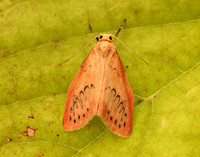 72.035 BF2037 Rosy Footman Miltochrista miniata