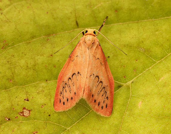 72.035 BF2037 Rosy Footman Miltochrista miniata