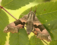 69.001 BF1979 Lime Hawk-moth Mimas tiliae