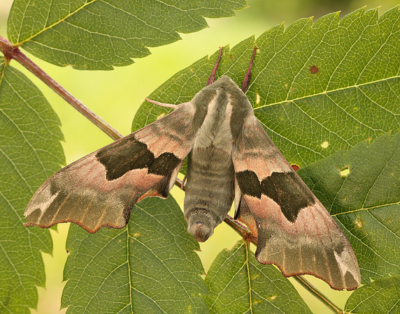 69.001 BF1979 Lime Hawk-moth Mimas tiliae