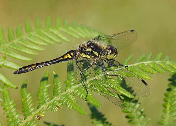 Black Darter Sympetrum danae