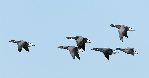 Brent Goose Branta bernicla