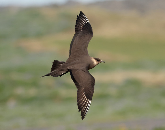 Arctic Skua Stercorarius parasiticus