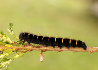 66.008 BF1638 Fox Moth Macrothylacia rubi
