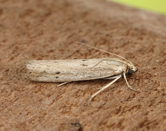 62.059 BF1484 Phycitodes saxicola