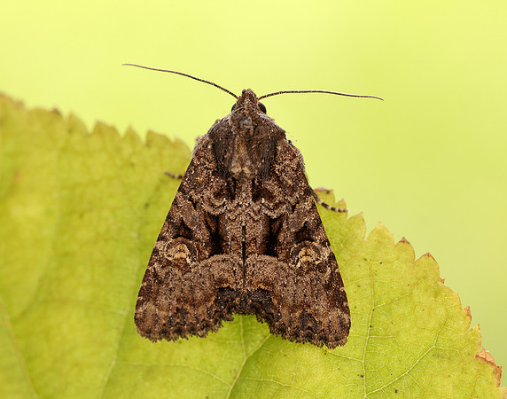 73.169 BF2343 Common Rustic Mesapamea secalis