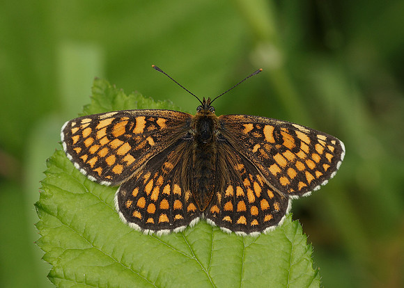 Heath Fritillary Melitaea athalia