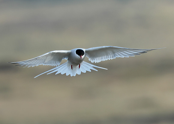 Arctic Tern Sterna paradisaea