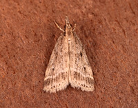 63.075 BF1336 Eudonia pallida