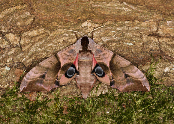 69.002 BF1980 Eyed Hawk-moth Smerinthus ocellata