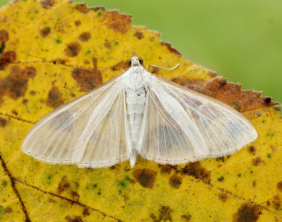 63.048 BF1408 Palpita vitrealis