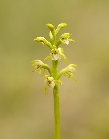 Coralroot Orchid Corallorhiza trifida