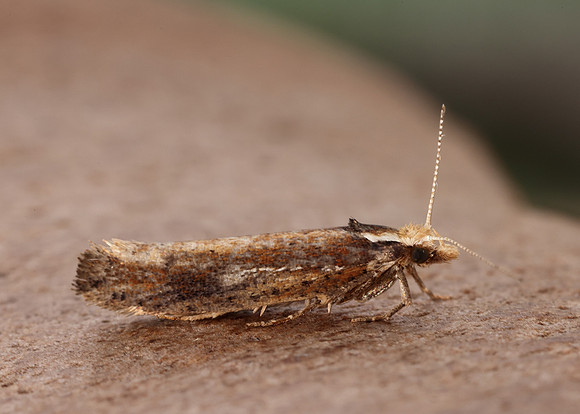 17.010 BF460 Ypsolopha parenthesella