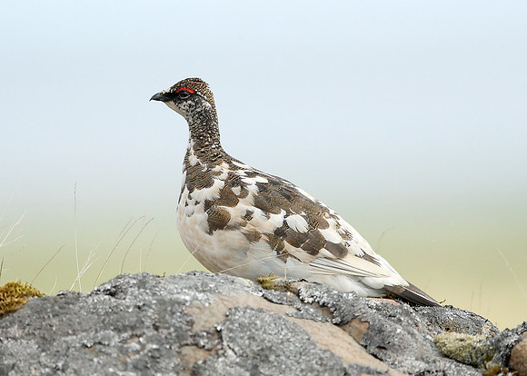 Ptarmigan Lagopus mutus