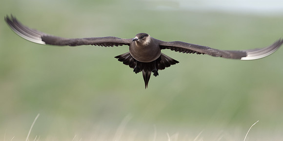 Arctic Skua Stercorarius parasiticus