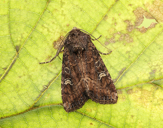 73.119 BF2368 Crescent Helotropha leucostigma