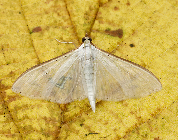 63.048 BF1408 Palpita vitrealis