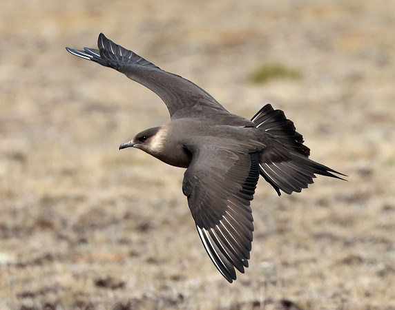 Arctic Skua Stercorarius parasiticus