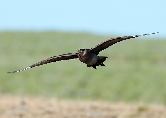 Arctic Skua Stercorarius parasiticus