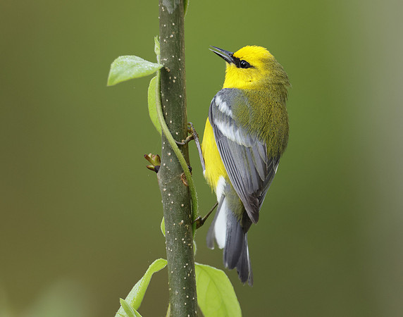 Blue-winged Warbler Vermivora cyanoptera