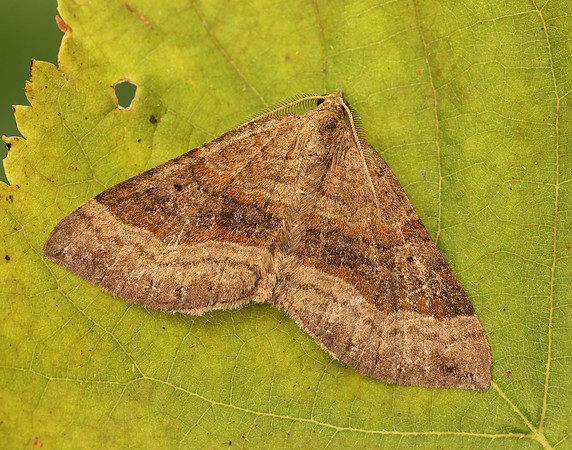 70.045 BF1732 Shaded Broad-bar Scotopteryx chenopodiata